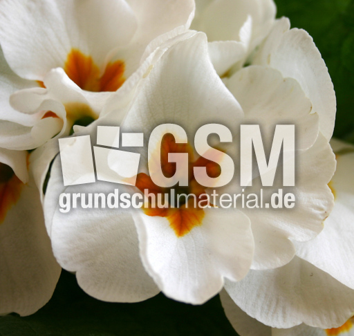 Primel-weiss.jpg